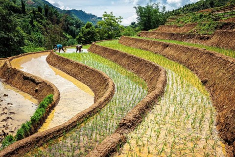 CAT CAT, VIETNAM, JUNE 9, 2011: Vietnamese farmers working in rice field paddy. Vietnam is now one