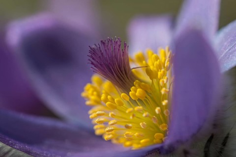 Common Pasque Flower (Pulsatilla vulgaris), Burgenland, Austria, Europe