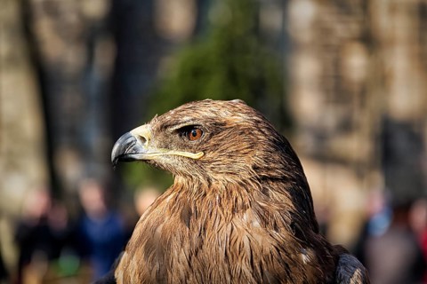 Steppe eagle (Aquila nipalensis) of Horus falconry in profile, medieval market Mystica Hamelon,