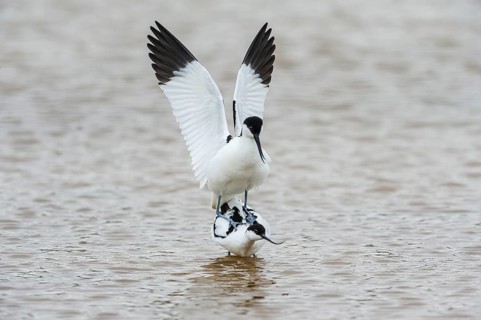 Black-capped avocets (Recurvirostra avosetta), mating, Lake Neusiedl National Park, Burgenland,