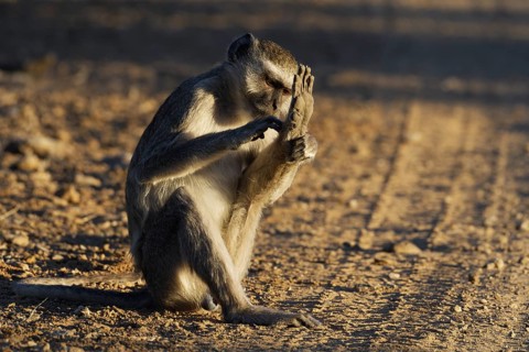 Vervet monkey (Chlorocebus pygerythrus), adult male sitting on a dirt road, grooming, evening