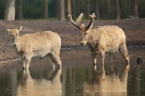Père david's deer (Elaphurus davidianus), male, female, water, two, captive