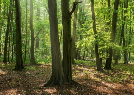 Hornbeam forest with sunbeams, Burgenlandkreis, Saxony-Anhalt, Germany, Europe