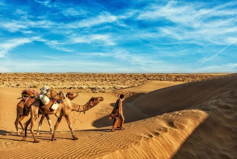 Rajasthan travel background, India cameleer (camel driver) with camels in dunes of Thar desert.