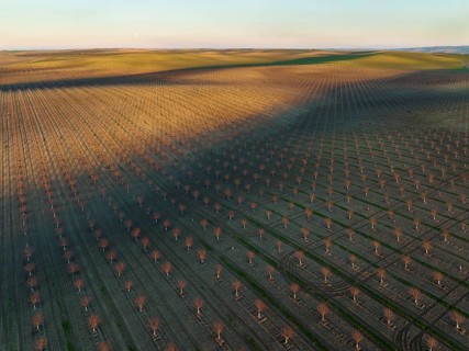 Cultivated young Almond Trees (Prunus dulcis) in the Campiña Cordobesa, the fertile rural area