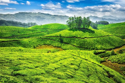 Green tea plantations in Munnar, Kerala, India, Asia