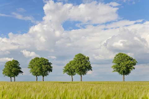 Linden trees (Tilia), row of trees by a green grain field, blue cloudy sky, North Rhine-Westphalia,
