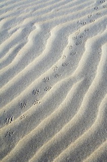 Abstract pattern of sea sand ripples formed by the wind and animal footprints in the dunes