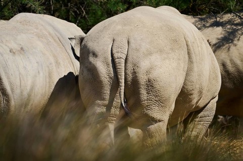 Square-lipped rhinoceros (Ceratotherium simum), back, captive, distribution Africa