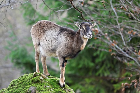 European mouflon (Ovis aries musimon), female standing on rock, captive, Switzerland, Europe