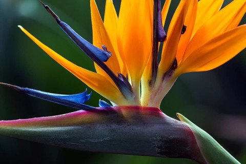 Flower of the Strelitzia (Strelitzia), Madeira, Portugal, Europe