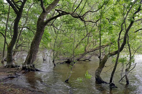 Lake Möhne, deciduous trees on the shore, lapped by the water, Möhne Dam, North Rhine-Westphalia,