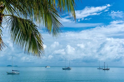 Bay with palm tree, sailing ships, travel, holiday, sea, tropics, nice weather, Arlie Beach,