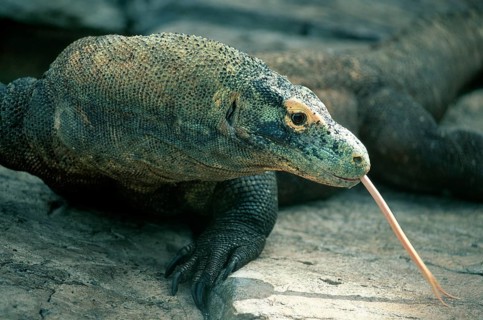 Komodo dragon (Varanus komodensis)