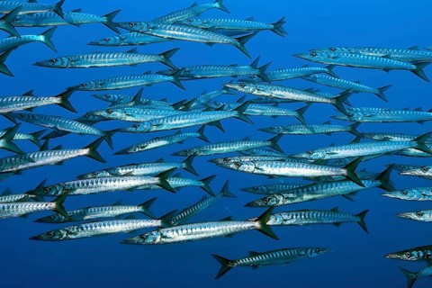 School Shoal of European Barracuda Mediterranean Barracuda (Sphyraena sphyraena), Mediterranean