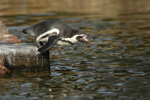 Humboldt penguin (Spheniscus humboldti), shore, standing, jump, water, leap, spectacled penguins