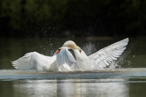 Mute swans (Cygnus olor), fighting in the water, Upper Austria, Austria, Europe