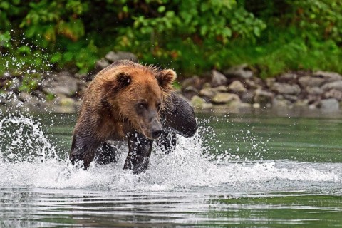 Brown bear (Ursus arctos) hunting for salmon in the water, Lake Clark National Park, Alaska