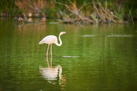 Greater Flamingo (Phoenicopterus roseus) standing in the water, drinking, Parc Naturel Regional de