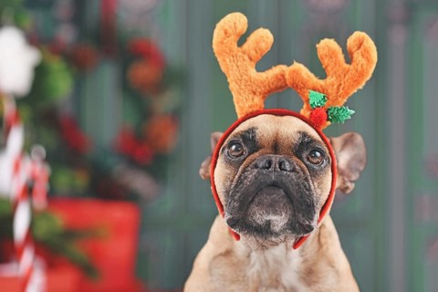 French Bulldog dog with Christmas reindeer antler costume headband