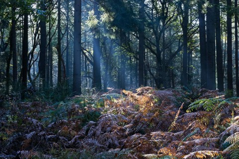 Bracken (Pteridium aquilinum) in common beech (Fagus sylvatica), Emsland, Lower Saxony, Germany,