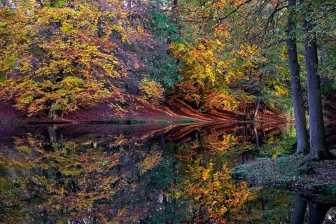 Ponds at Homborn, nature reserve, Homborn Valley, Borken, Münsterland, North Rhine-Westphalia,