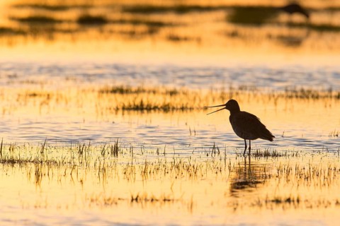 Black-tailed Godwit (Limosa limosa) in backlight, evening mood, calling, silhouette,