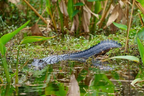 American alligator (Alligator mississippiensis), in the water, spring, Shark valley, Everglades
