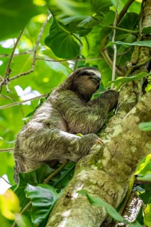 Brown-throated sloth (Bradypus variegatus) climbing a tree, Cahuita National Park, Costa Rica,