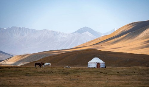Horses at a traditional Kyrgyz yurt between golden meadows, Burkhan Valley, Terskey Ala-Too, Tien