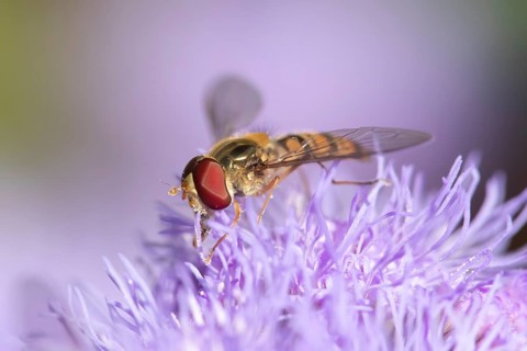 Common hoverfly (Eupeodes corollae) adult insect feeding on garden flower in summer, England,