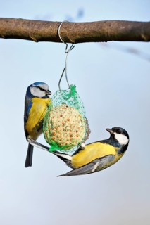 Great tit (Parus major) and blue tit (Cyanistes caeruleus, syn.: Parus caeruleus), two birds at a
