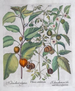 Bladder cherry or lampion flower (Physalis Alkekengi), balloon plant or heart seed (Cardiospermum