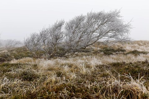 Marram Grass with hoar frost and windblown dunes in the dune landscape in the fog on Norderney,
