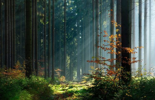 Spruce forest in autumn with fog, sun shining through the tree trunks, young beech trees with