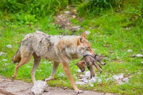 A female eurasian gray wolf (Canis lupus lupus) carries a pup to another, safer, den