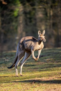 Eastern Gray Kangaroo (Macropus giganteus) jumping on a meadow, captive, occurance Australia,