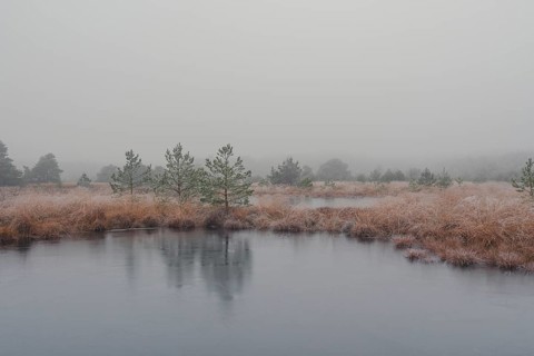 View of a frozen pond in the moor with hoarfrost frozen vegetation, landscape photo, nature photo,