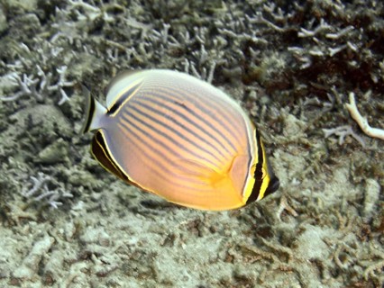 A butterflyfish with stripes, Pacific rib butterflyfish (Chaetodon lunulatus), swimming over a