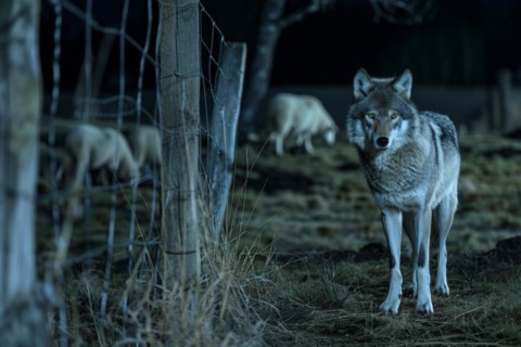 A wolf stands at a pasture fence at night and observes a grazing flock of sheep, symbolic image for