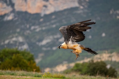 Bearded Vulture (Gypaetus barbatus) adult bird in flight with mountains in the backround, Pyrenees,