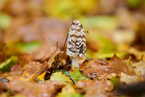 Magpie mushroom (Coprinopsis picacea) growing in a forest in autmn, Bavaria, Germany, Europe