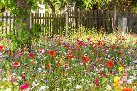 Colourful and species-rich flowering meadow in bloom, Saxony, Germany, Europe