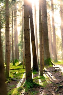 Rays of light fall through the canopy into a moss-covered forest, Unterhaugstett, Black Forest,