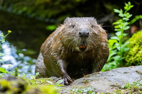 Eurasian beaver (Castor fiber) on the ground in the evening, Bavaria, Germany, Europe
