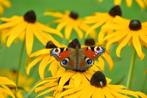 Peacock butterfly (Aglais io) in a garden on a flower of Rudbeckia fulgida (Rudbeckia fulgida),