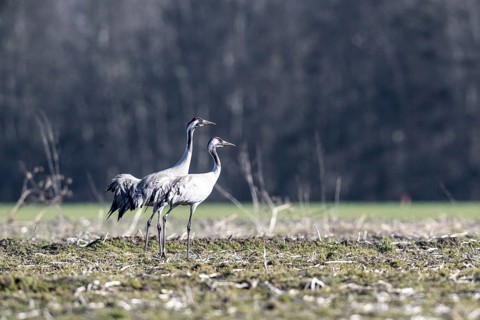 Cranes (Grus grus), Emsland, Lower Saxony, Germany, Europe