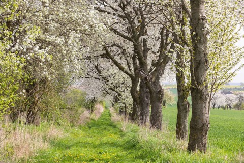Fruit tree avenue in bloom, meadow path with flowering cherry trees (prunus) near Zaschwitz,