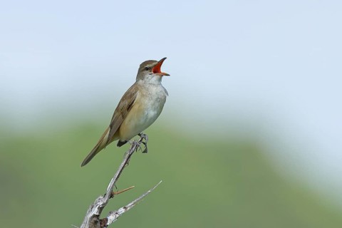 Great Reed Warbler (Acrocephalus arundinaceus) with open beak, singing, twittering, sitting on a