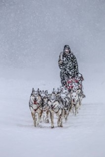 Dog sledding, sled dog driving, dog sled racing, husky, snow, winter, Yukon Quest, Yukon, Canada,